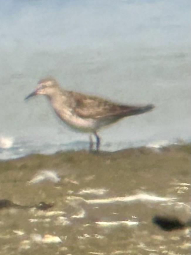 White-rumped Sandpiper - ML620300945