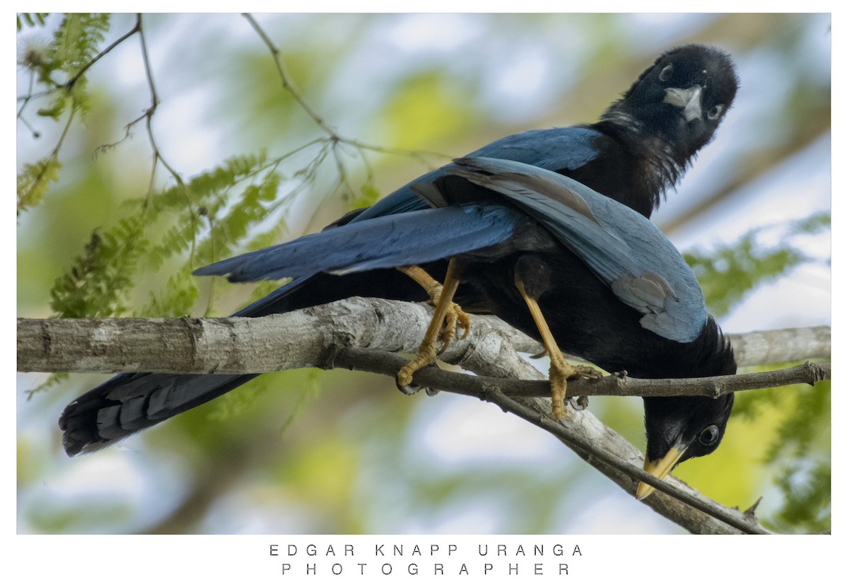 Yucatan Jay - ML620300947