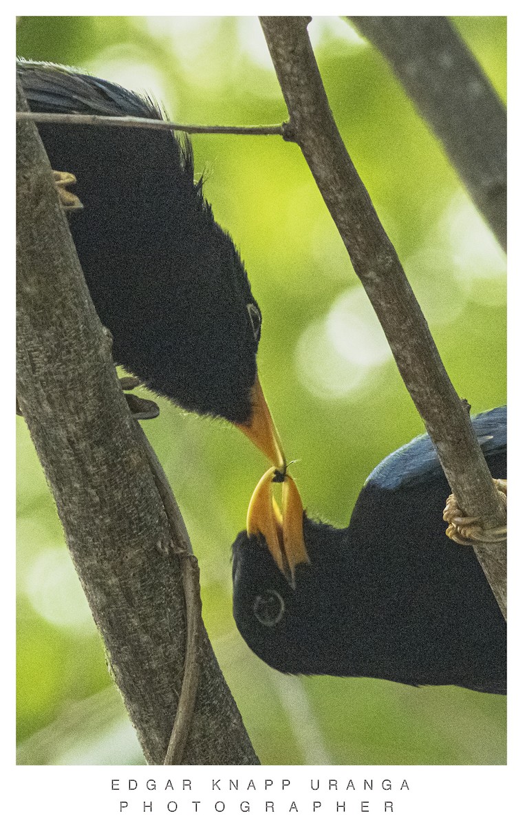 Yucatan Jay - ML620300949