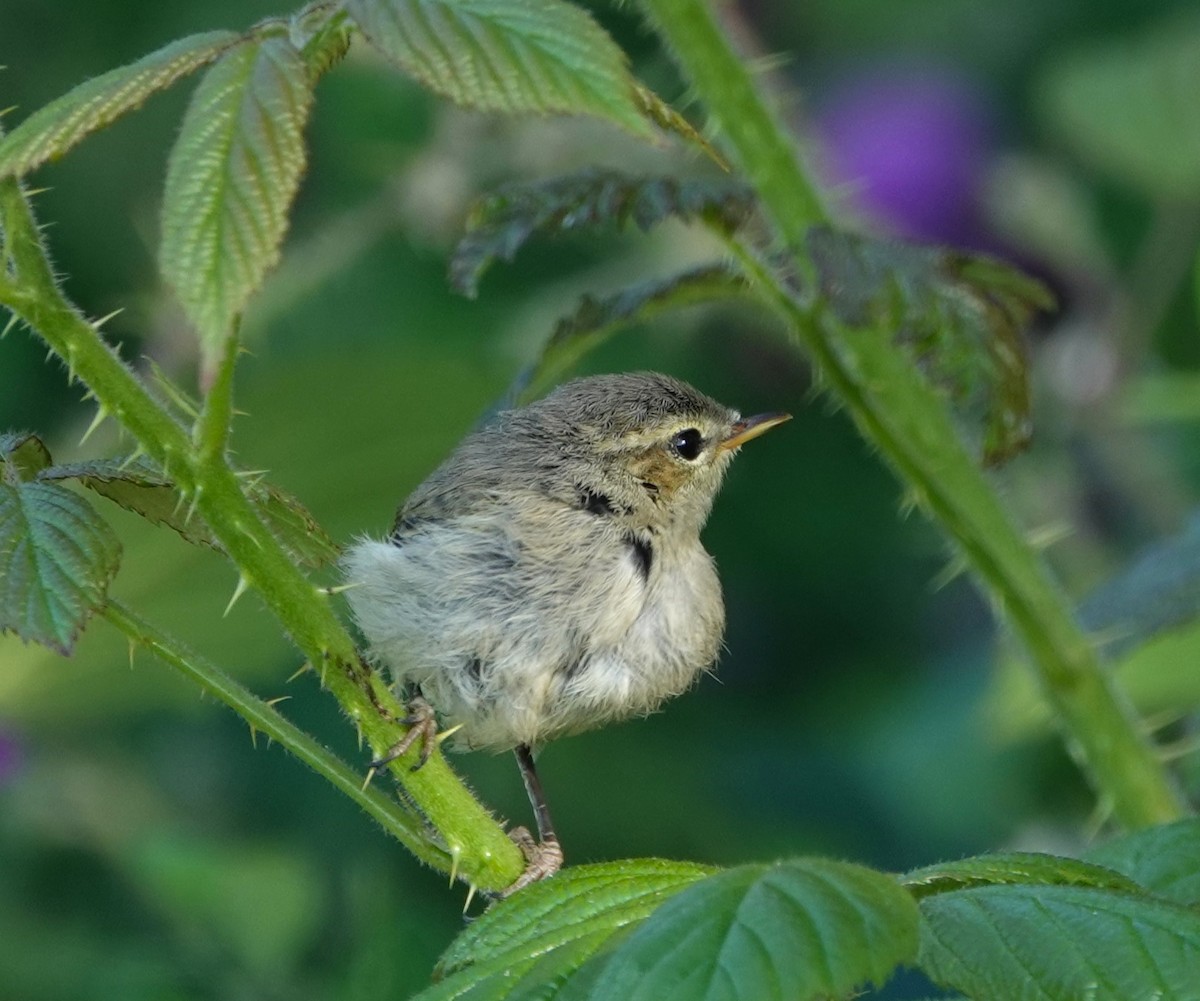 Common Chiffchaff - ML620300953