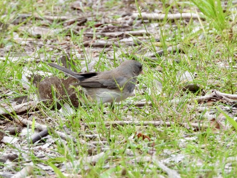 Dark-eyed Junco - Rosanne Petrich