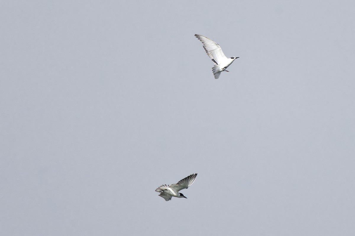 Whiskered Tern - ML620300960