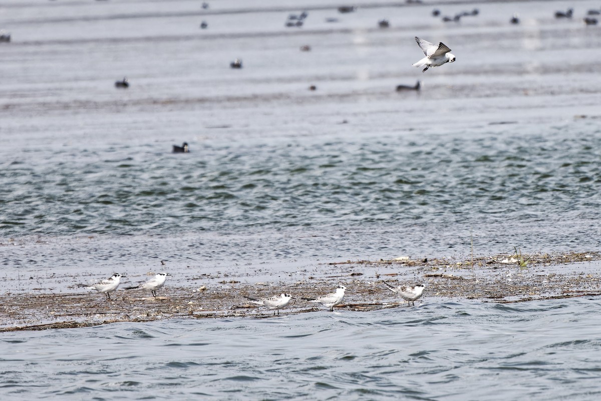 Whiskered Tern - ML620300966