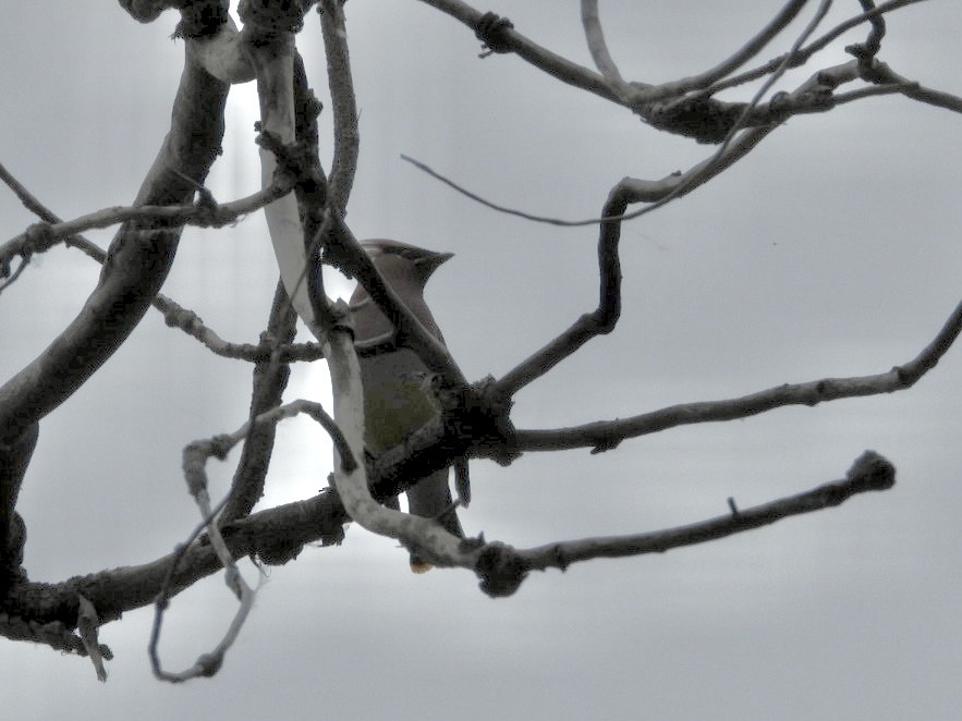 Cedar Waxwing - ML620300970