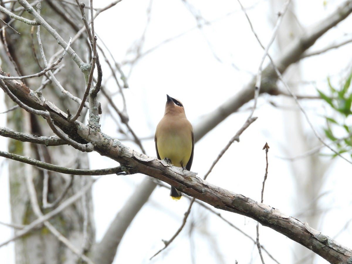 Cedar Waxwing - ML620300971