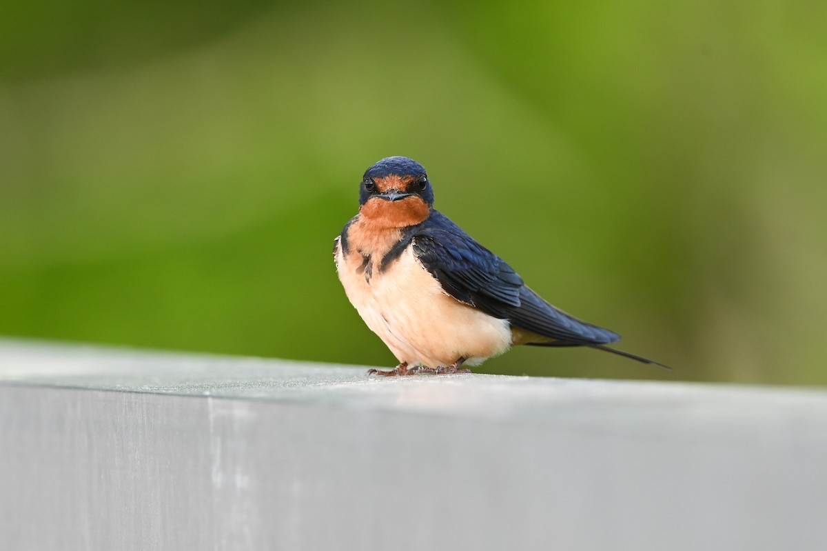 vlaštovka obecná (ssp. erythrogaster) - ML620300976