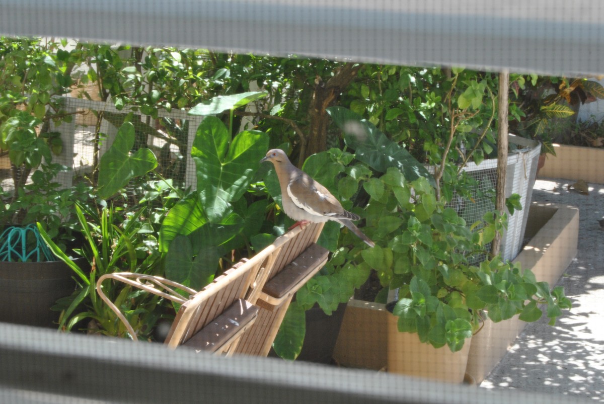 White-winged Dove - Carlos Garcia