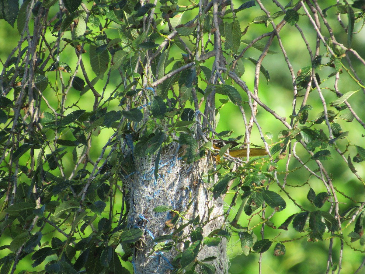 Baltimore Oriole - ML620300979