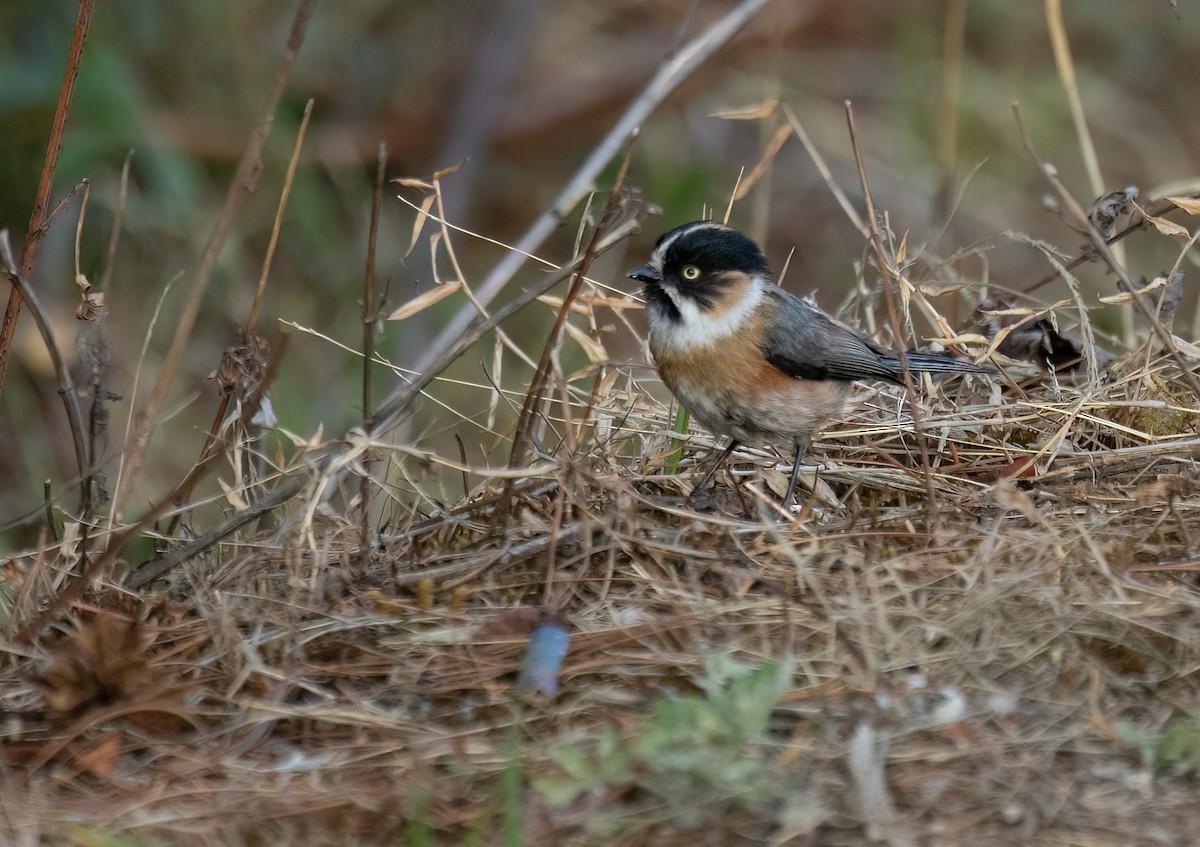 Black-browed Tit - ML620300982