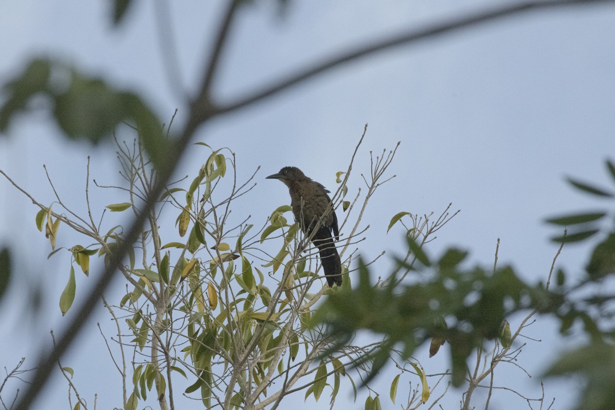 Great-tailed Grackle - ML620300983