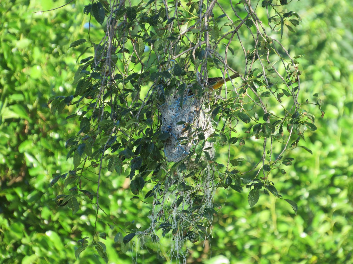 Oriole de Baltimore - ML620300985