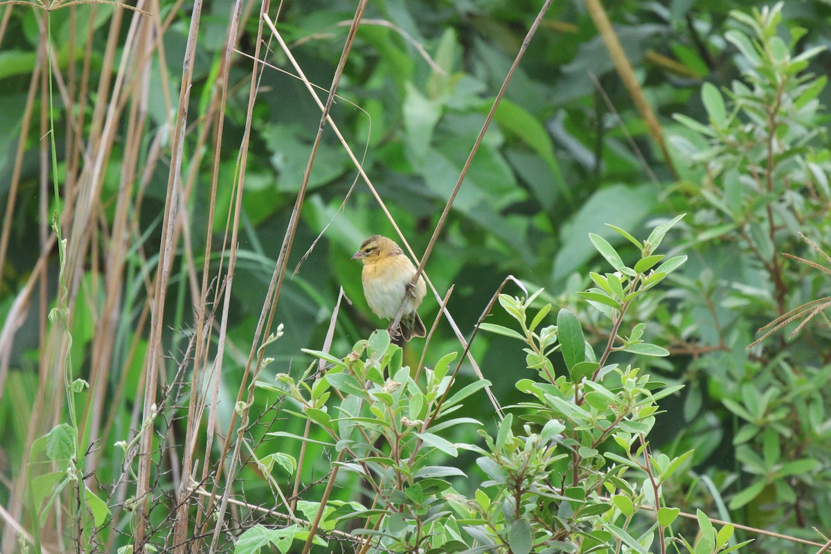 Red-collared Widowbird - Frank Willems - Birding Zambia