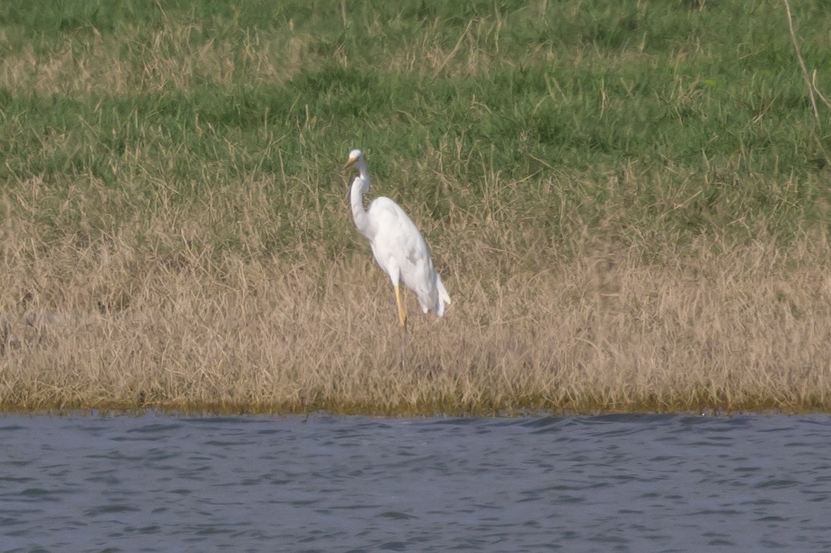 Great Egret - ML620300992