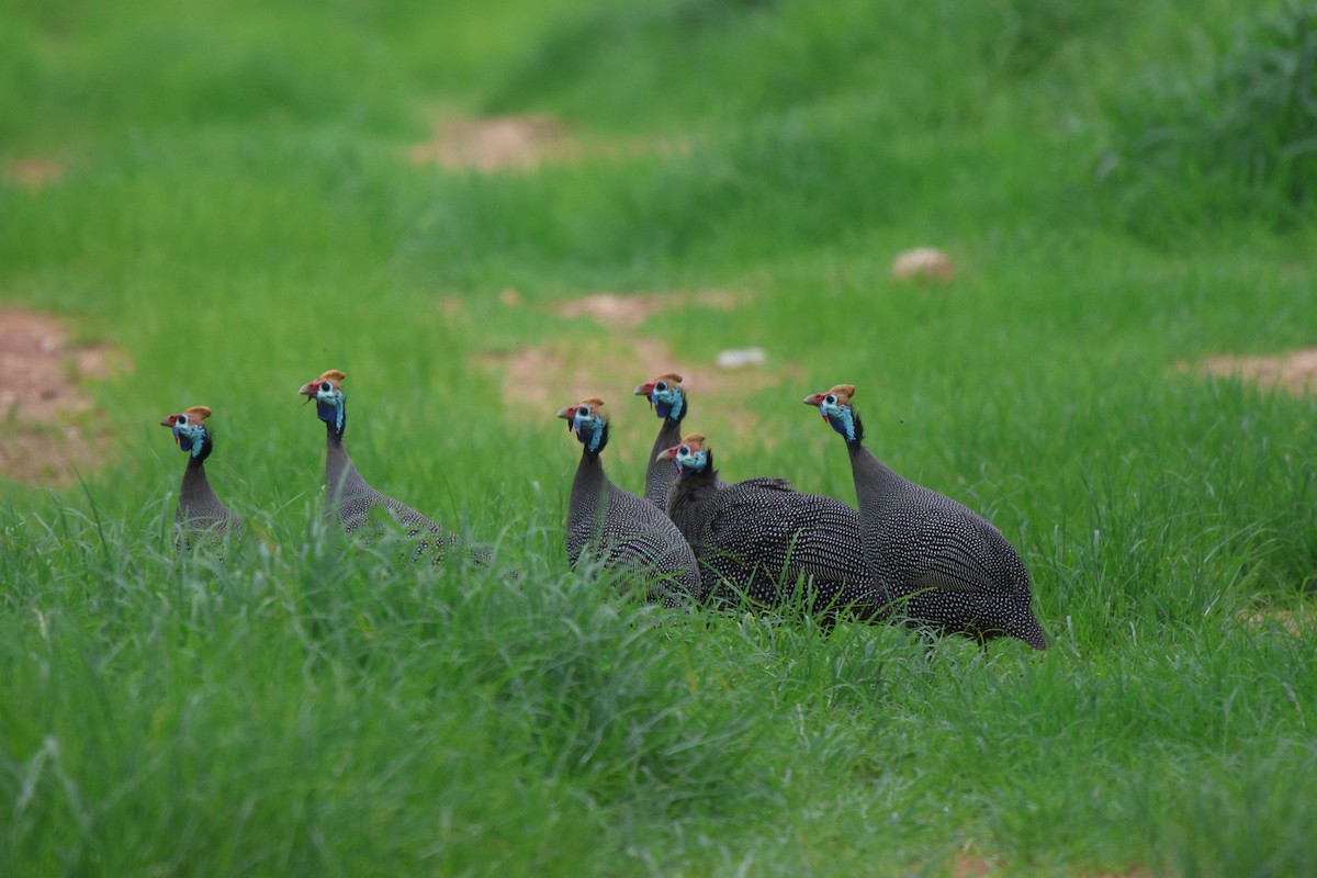 Helmeted Guineafowl - Frank Willems - Birding Zambia