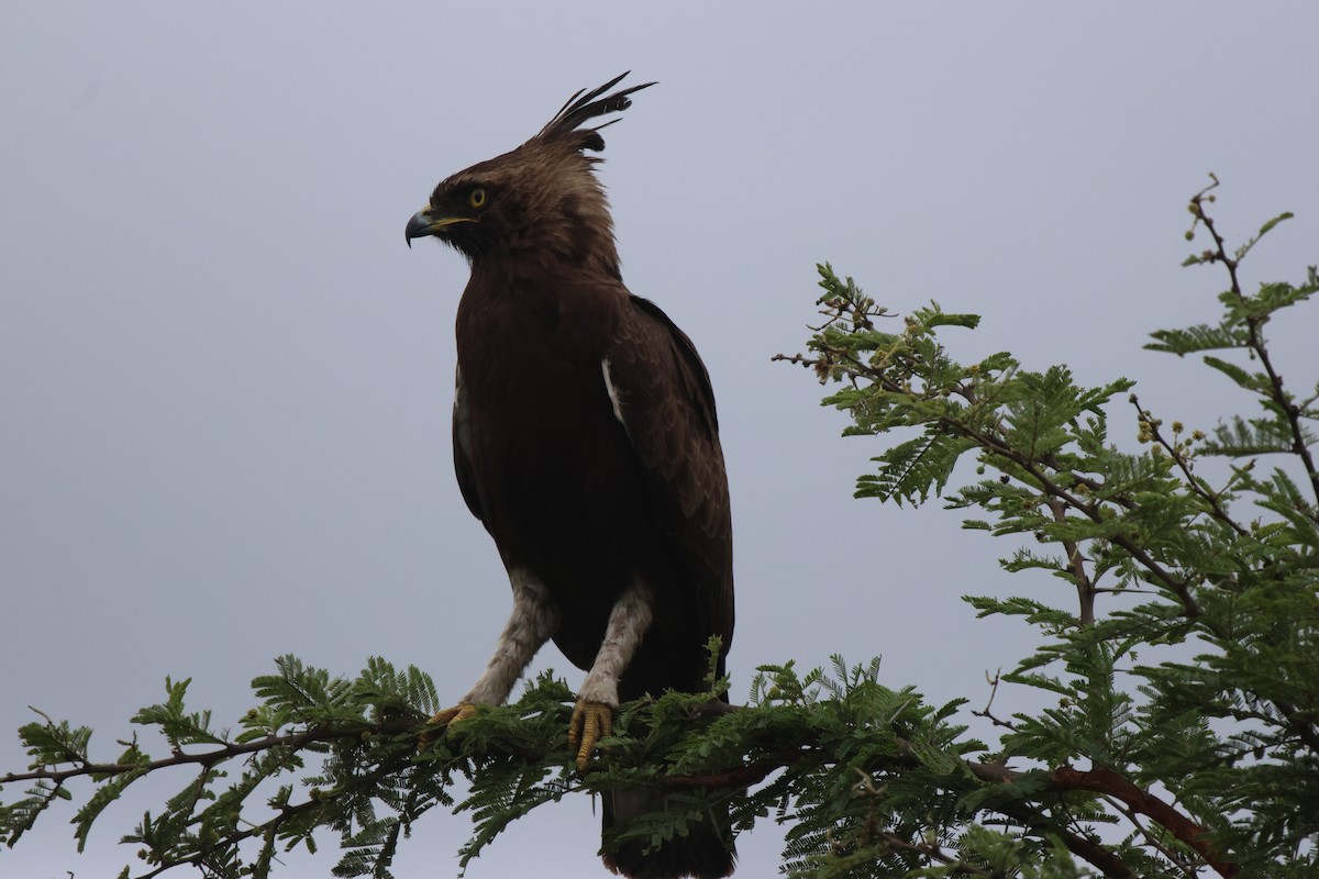 Long-crested Eagle - ML620301001