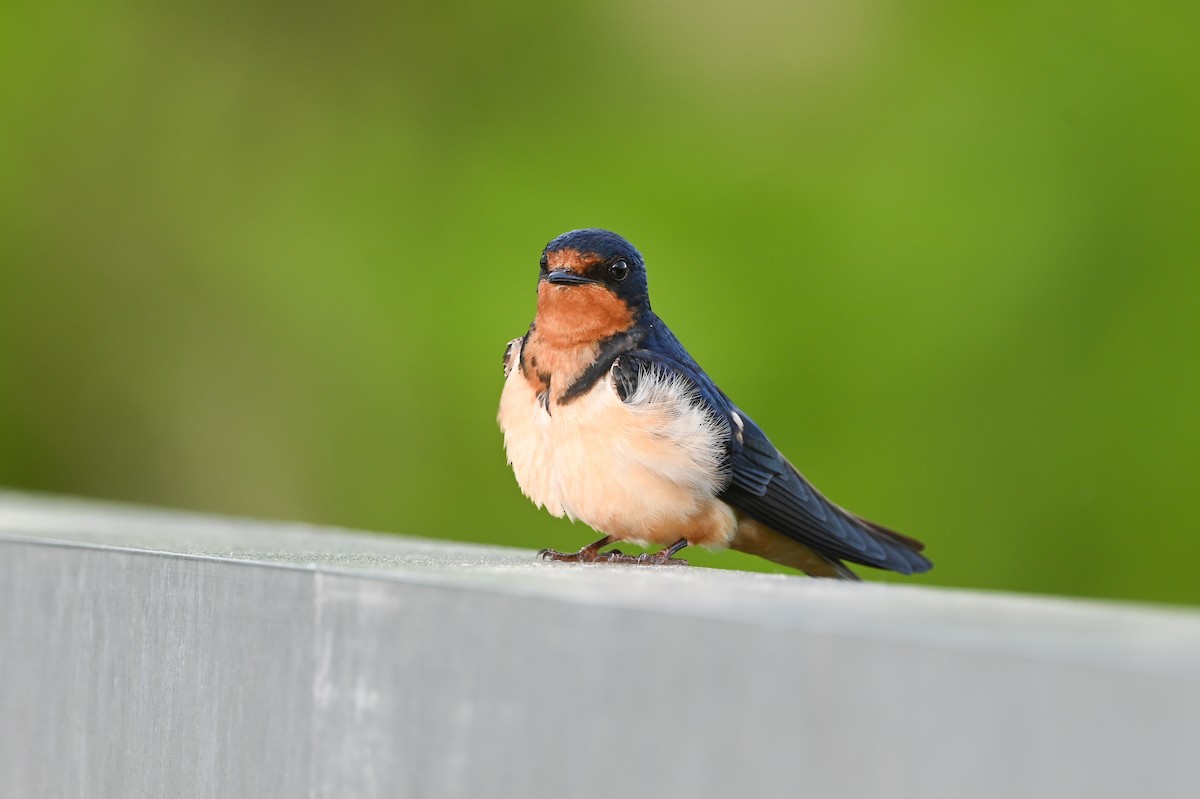 Barn Swallow (American) - ML620301002