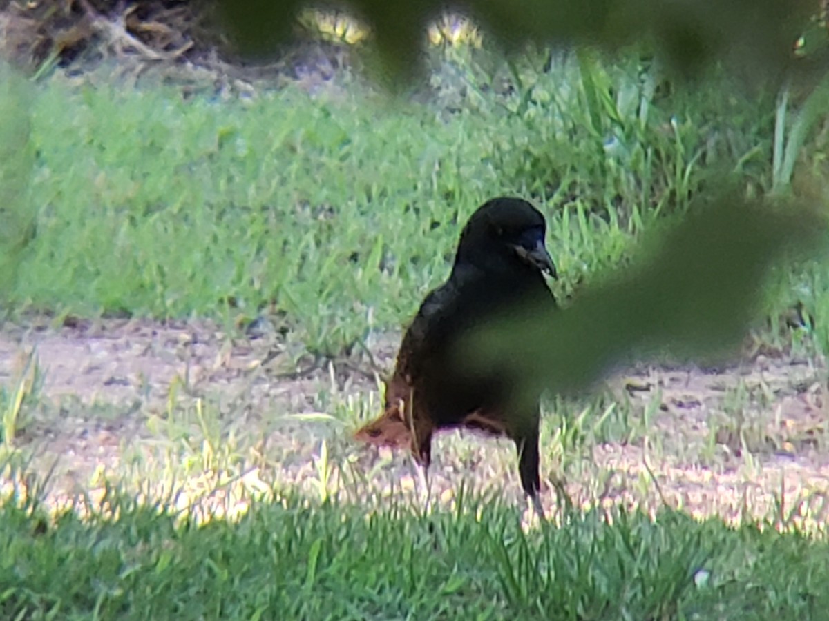 American Crow - ML620301005