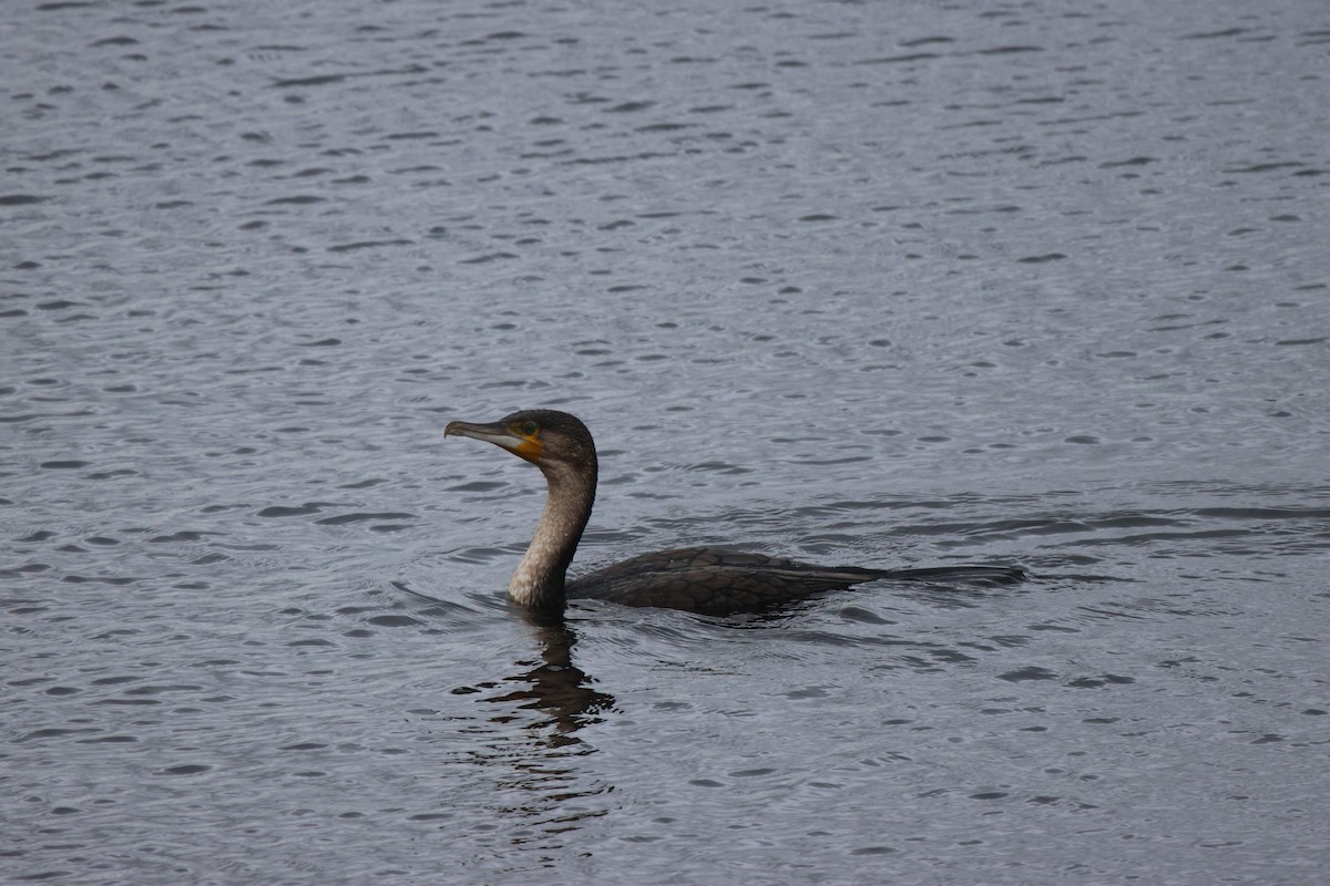 Great Cormorant (White-breasted) - ML620301009