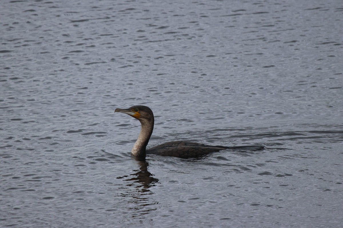 Cormorán Grande (ventriblanco) - ML620301009