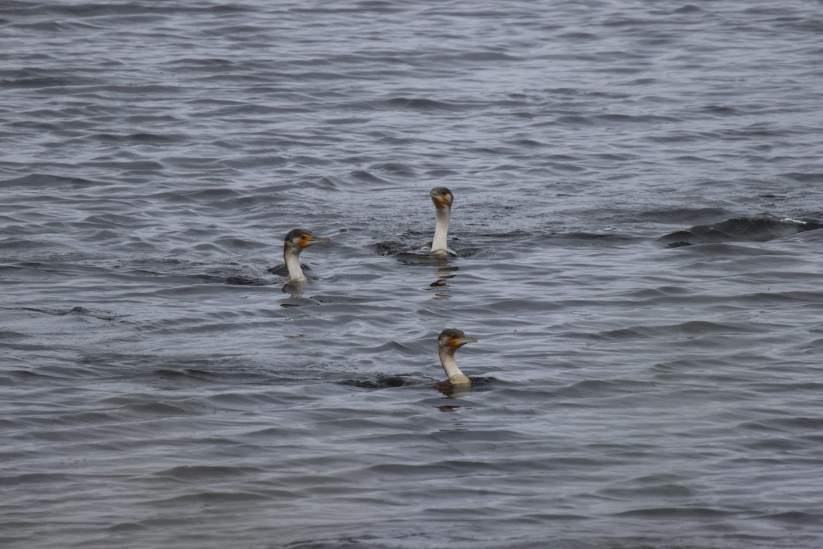 Great Cormorant (White-breasted) - ML620301010