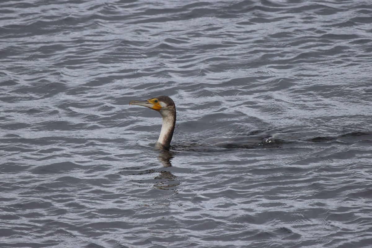 Great Cormorant (White-breasted) - ML620301011