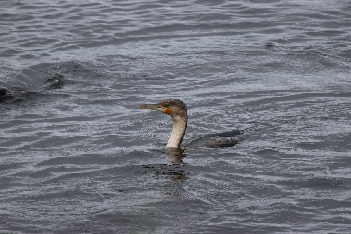 Great Cormorant (White-breasted) - ML620301012
