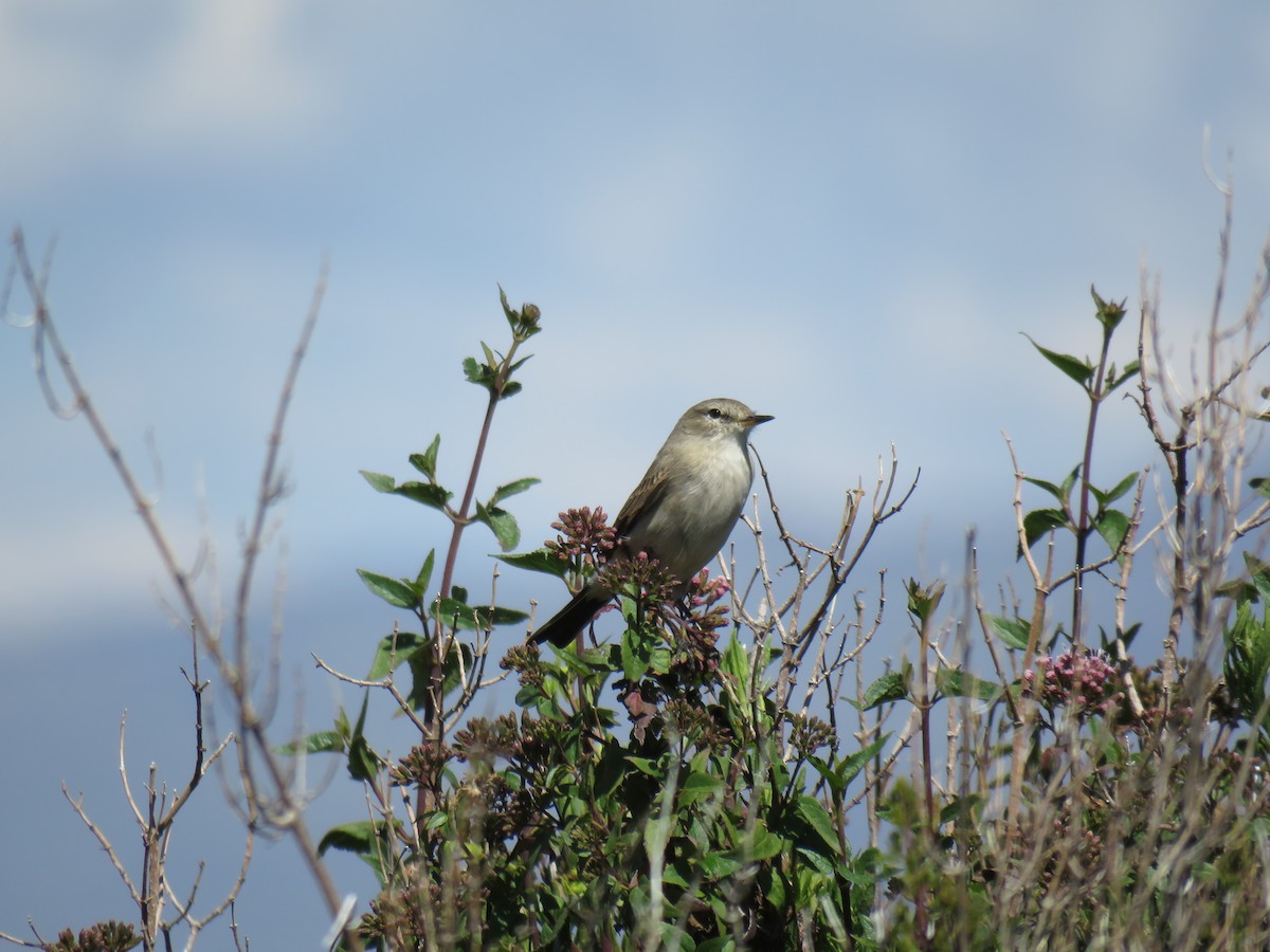 Spot-billed Ground-Tyrant - ML620301017