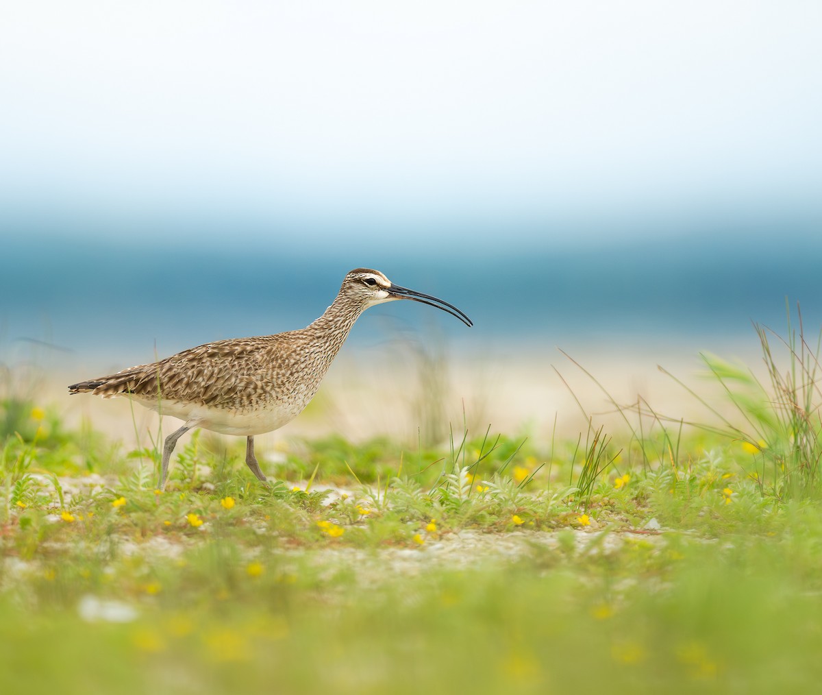 Whimbrel - ML620301021