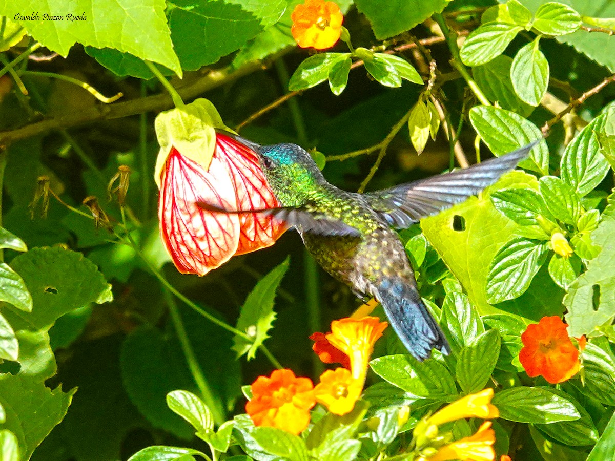 Indigo-capped Hummingbird - Oswaldo Pinzon Rueda