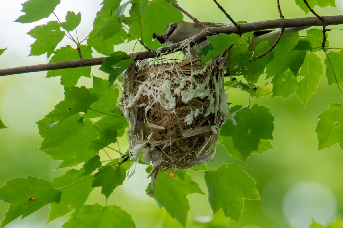 Red-eyed Vireo - ML620301029