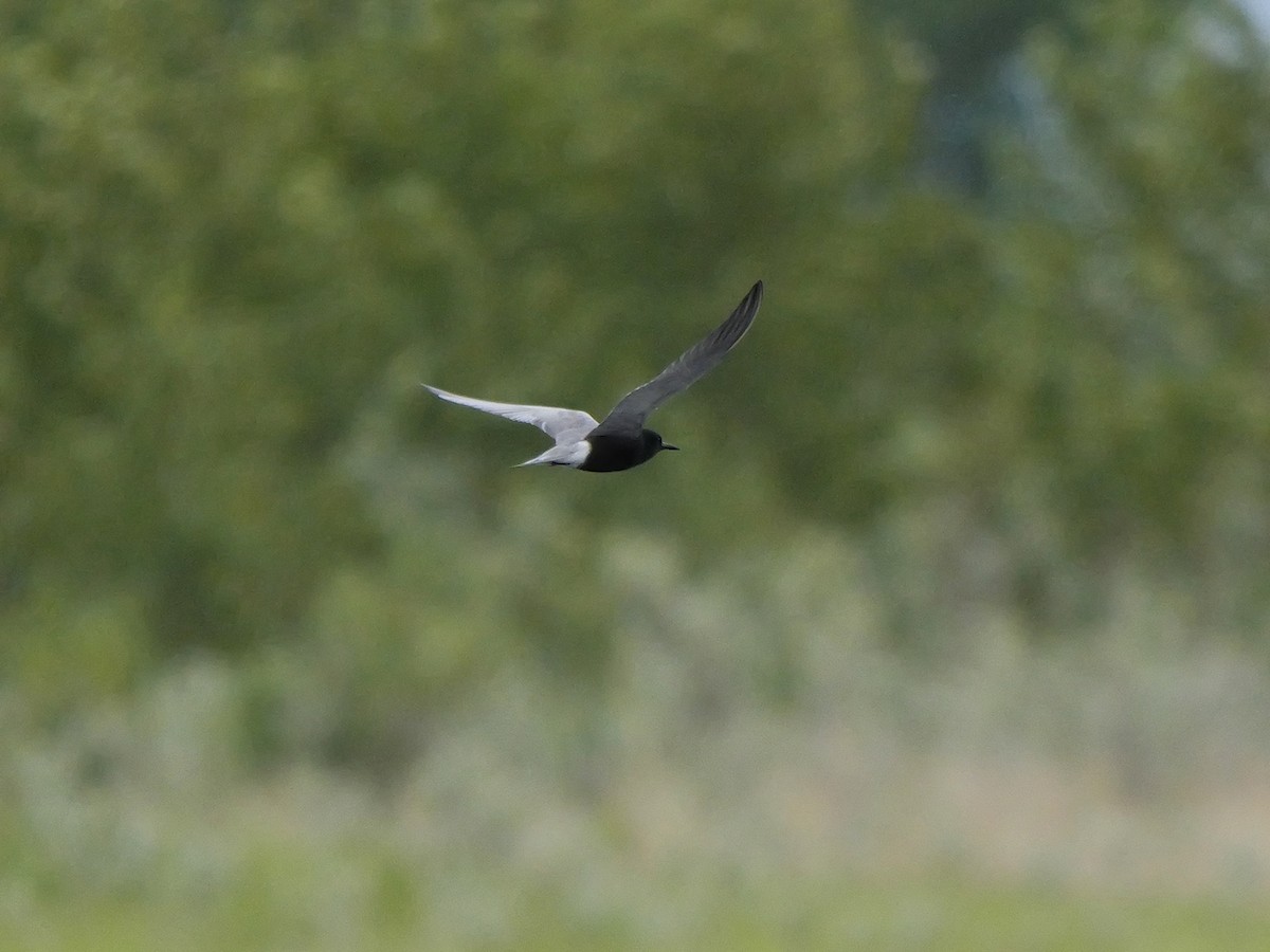 Black Tern - ML620301033