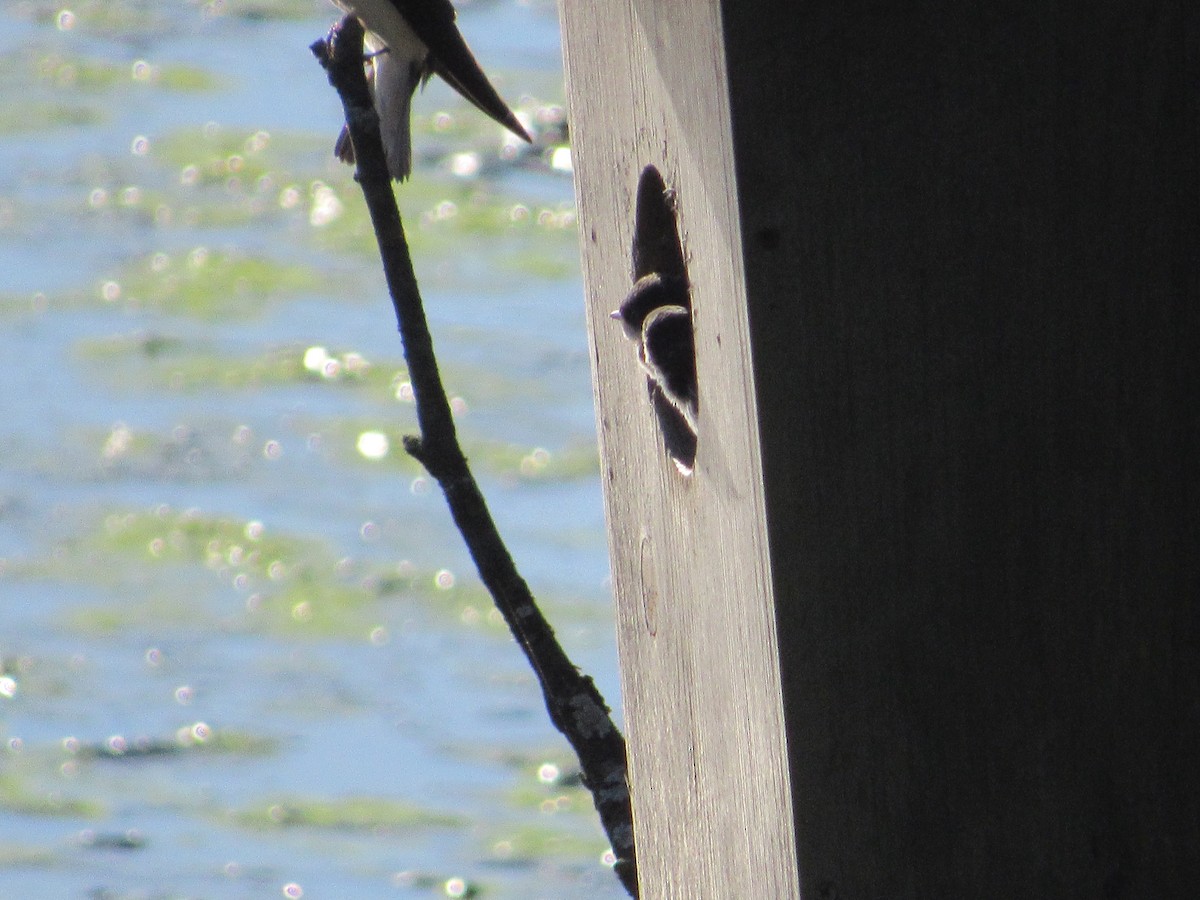 Tree Swallow - ML620301034