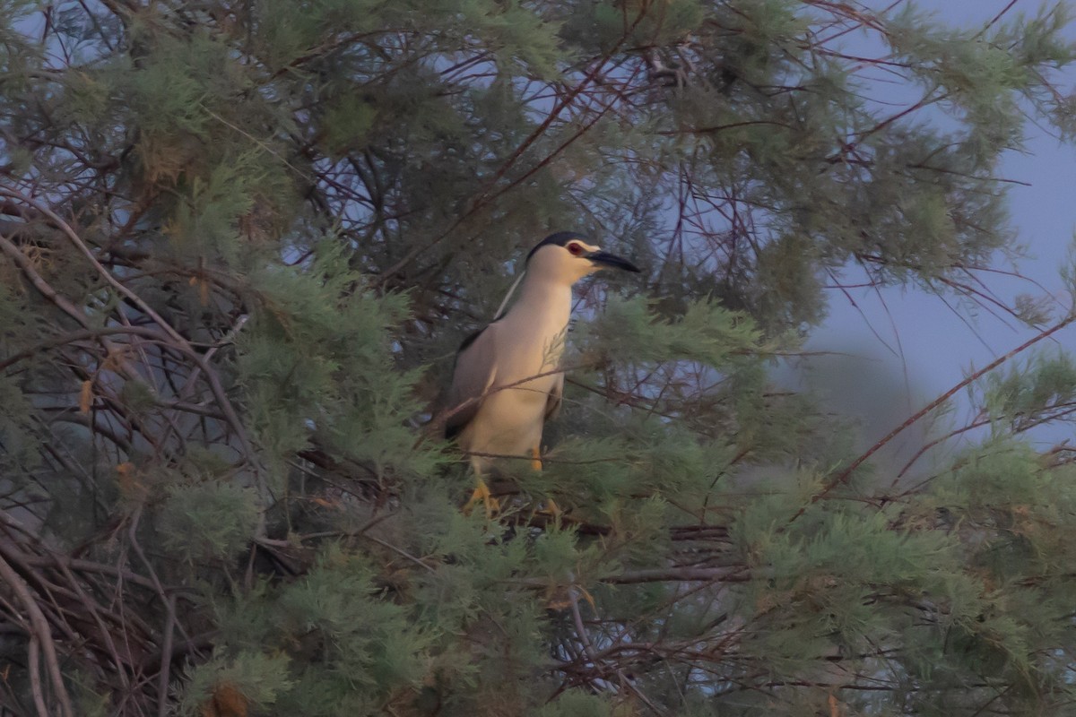 Black-crowned Night Heron - ML620301037