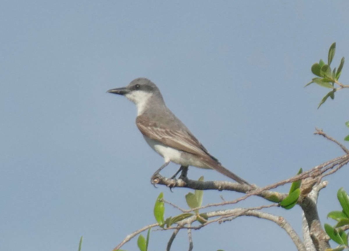 Gray Kingbird - ML620301038