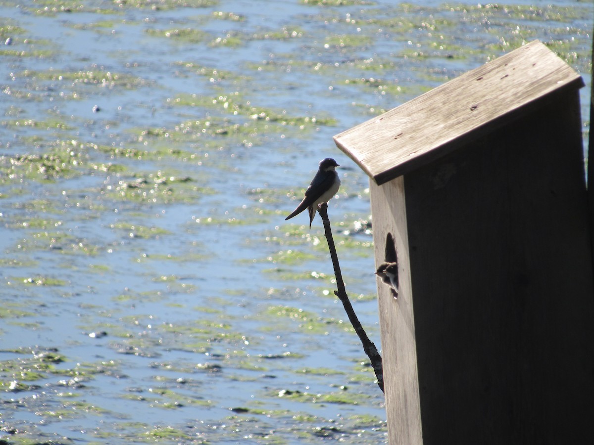 Tree Swallow - ML620301039