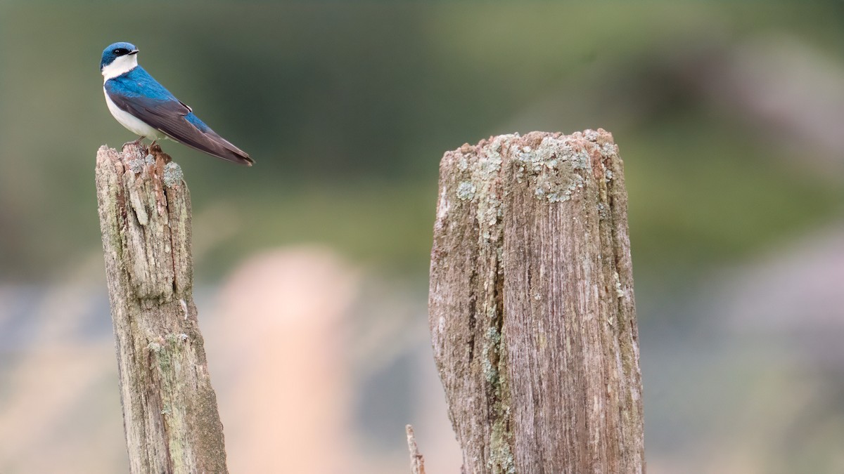 Tree Swallow - ML620301040