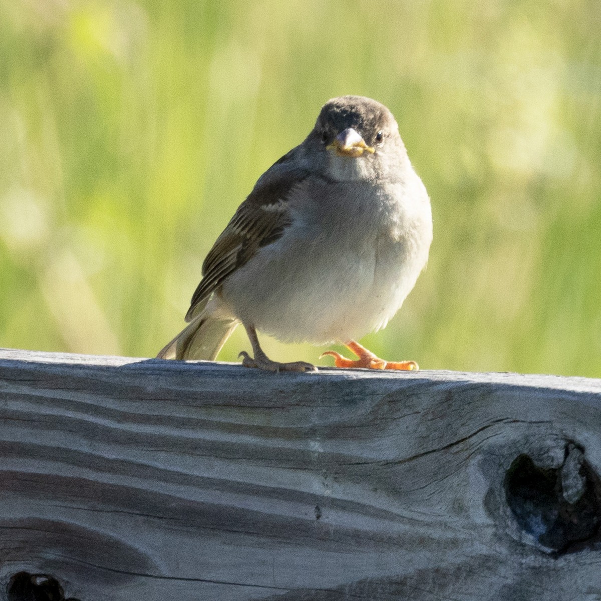 House Sparrow - ML620301048