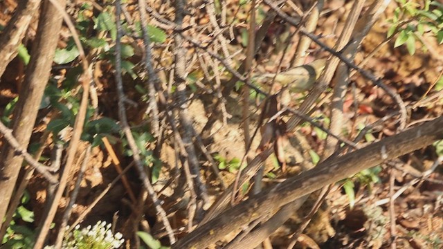 Tickell's Leaf Warbler - ML620301050