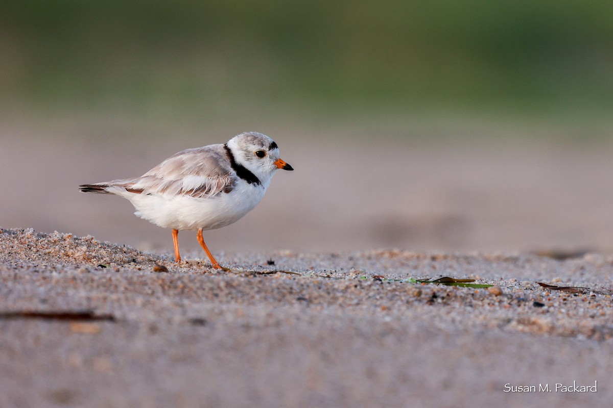 Piping Plover - ML620301053