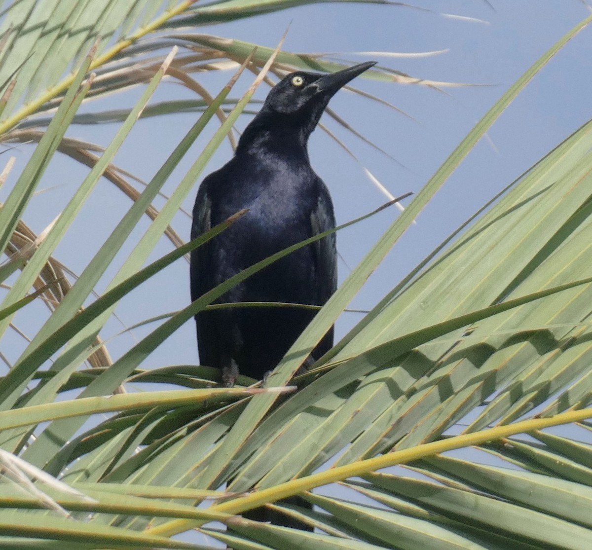 Great-tailed Grackle - ML620301054