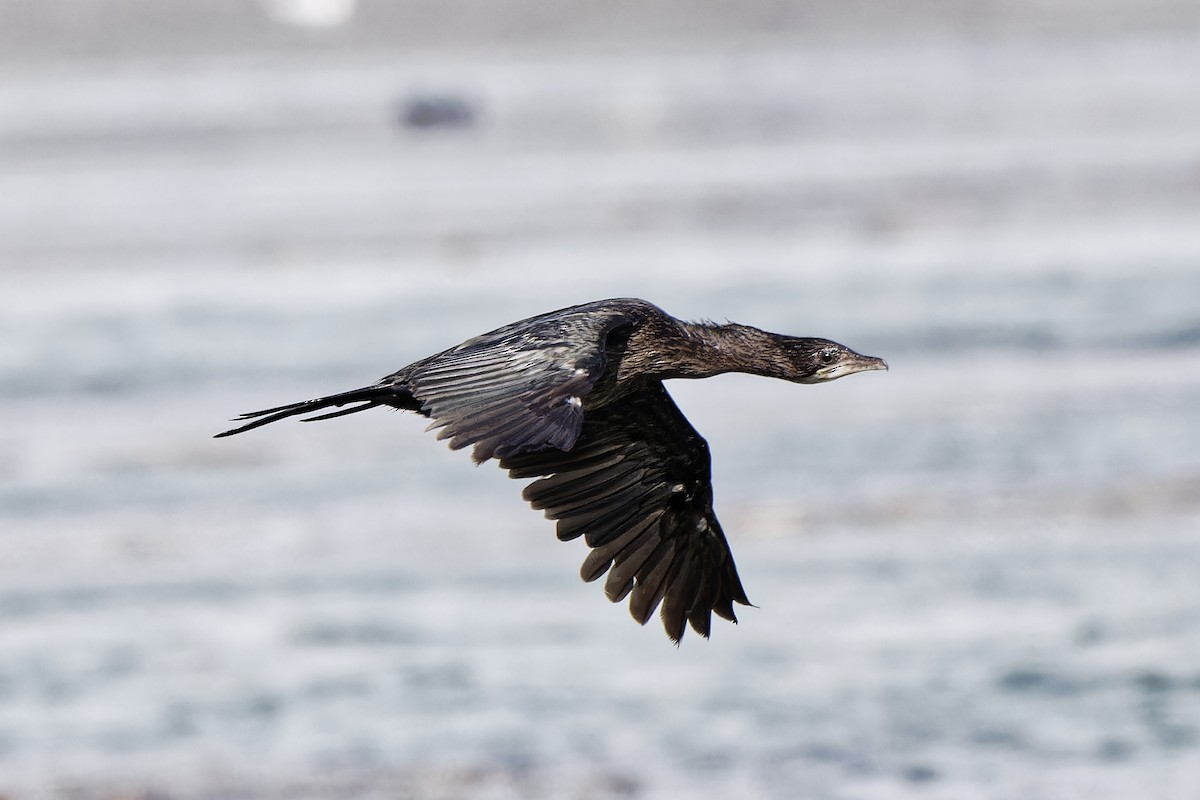 Pygmy Cormorant - ML620301055