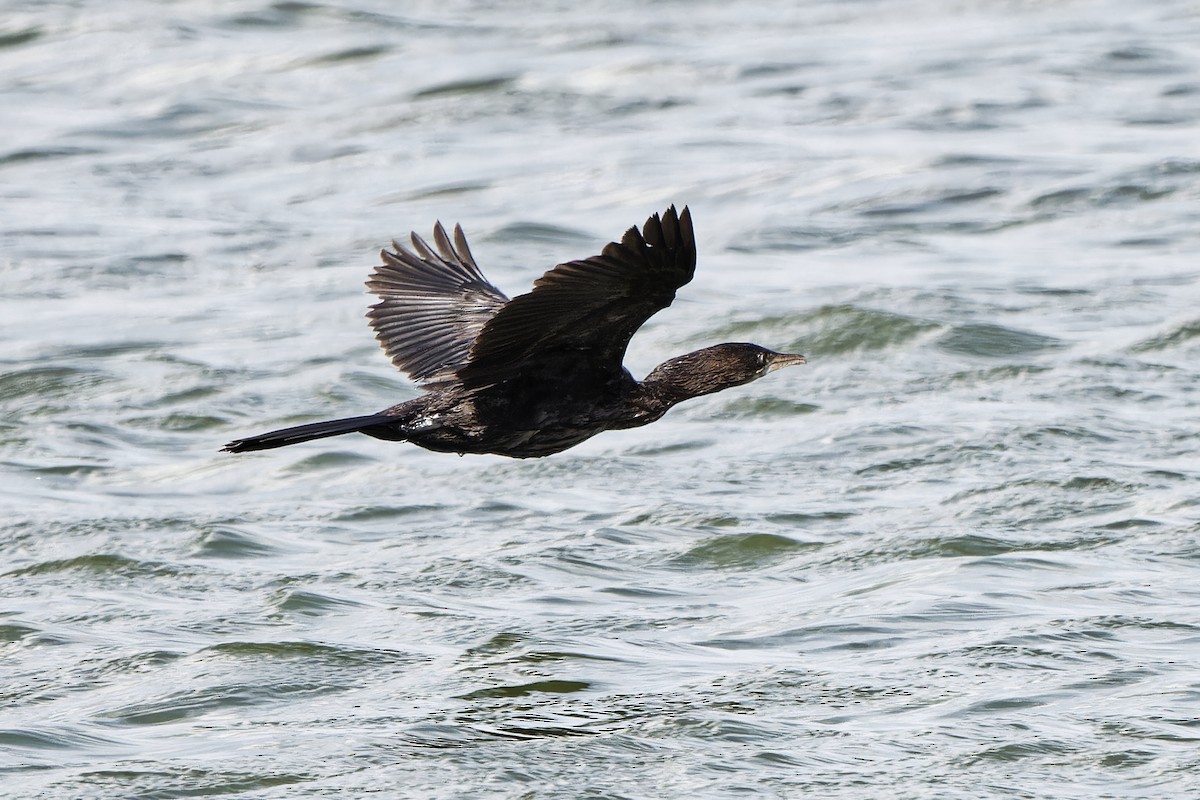 Pygmy Cormorant - ML620301058