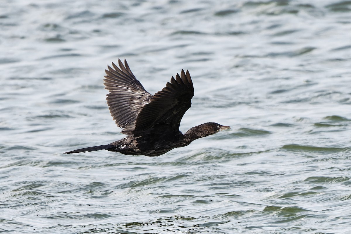 Pygmy Cormorant - ML620301060