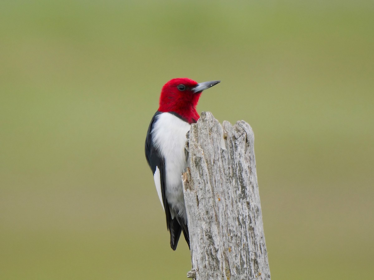 Red-headed Woodpecker - ML620301061