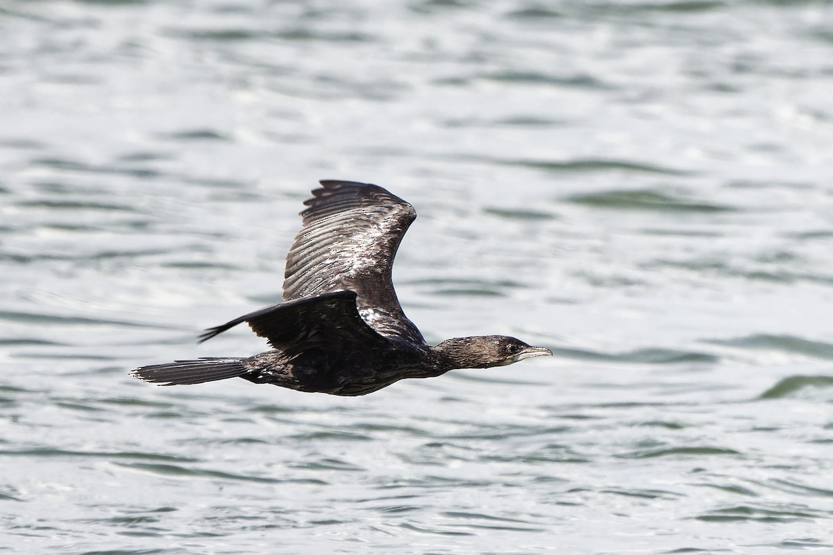 Pygmy Cormorant - ML620301062