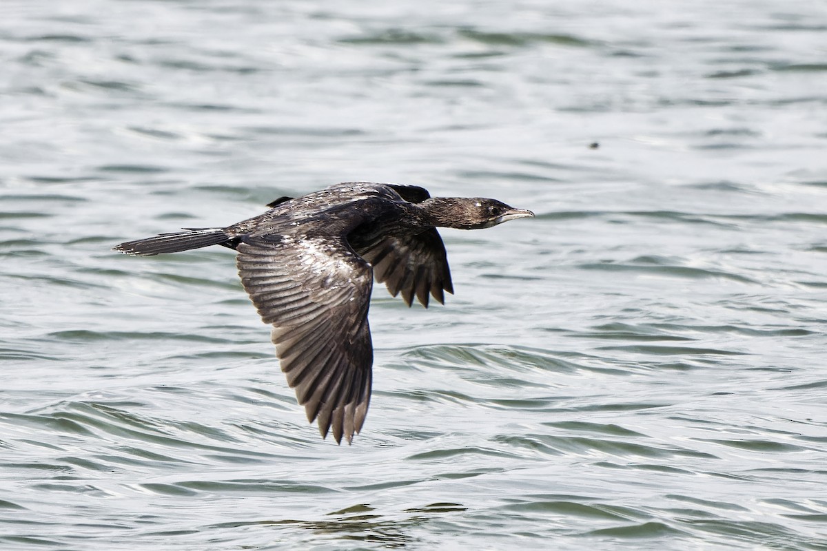 Pygmy Cormorant - ML620301063