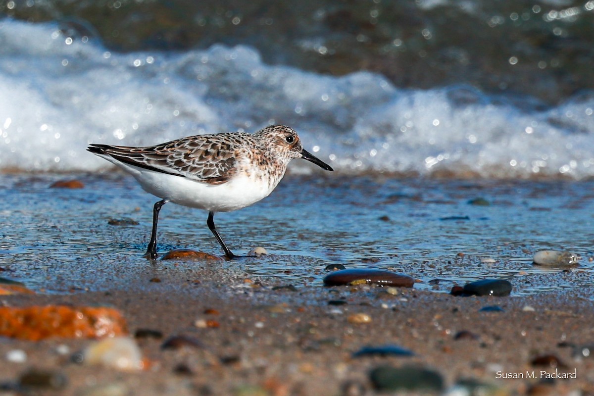 Bécasseau sanderling - ML620301066