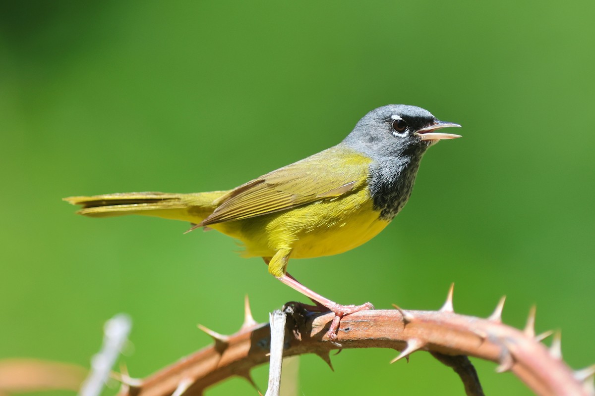 MacGillivray's Warbler - ML620301068