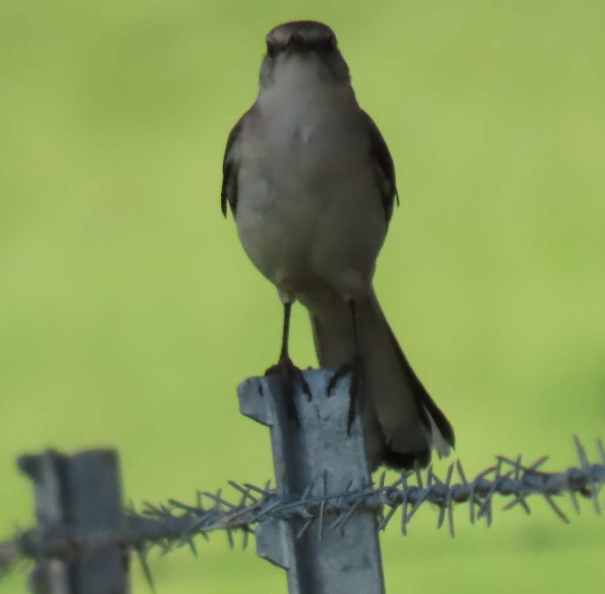 Northern Mockingbird - ML620301072