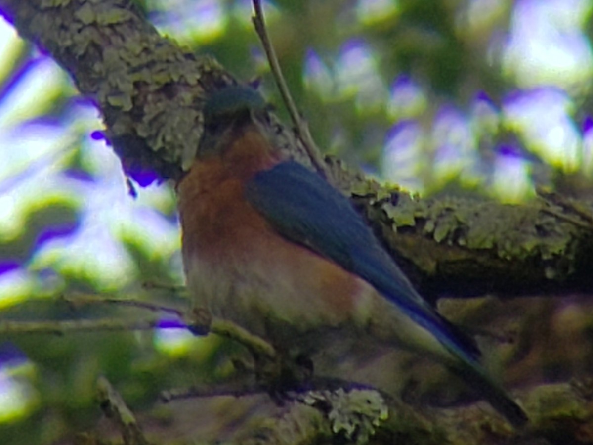 Eastern Bluebird - ML620301079